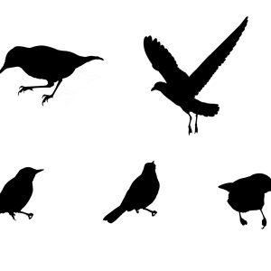 Remove BG Save Share Sample Silhouette bird on white background - stock image